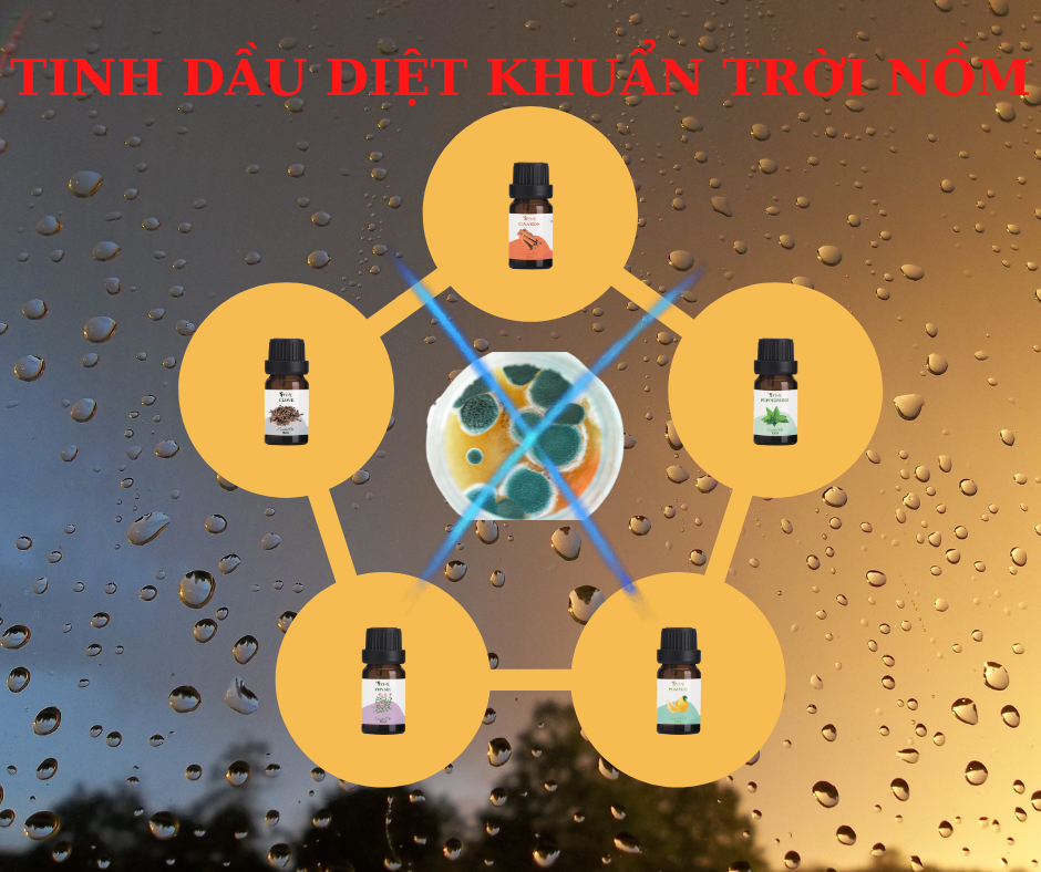 5 loai tinh dau su dung cho thoi tiet nom