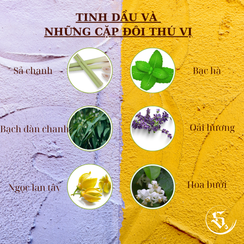 tinh dau va nhung cap doi thu vi 290224